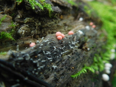 Lycogala exiguum