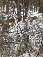 Odocoileus virginianus