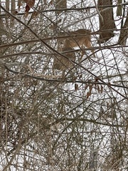 Odocoileus virginianus