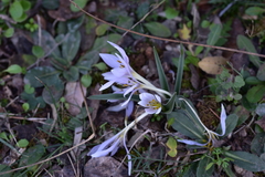 Colchicum hungaricum