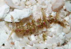 Limenandra