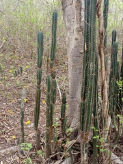 Armatocereus cartwrightianus