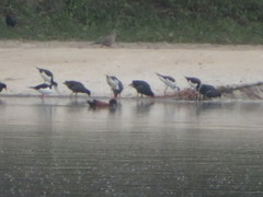 Himantopus mexicanus