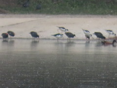 Himantopus mexicanus