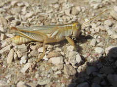 Melanoplus foedus