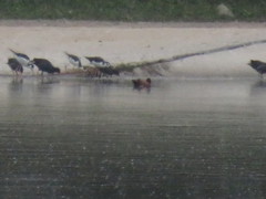 Himantopus mexicanus