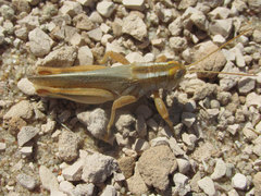Melanoplus foedus