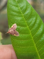 Deuterophysa fernaldi