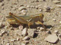 Melanoplus foedus