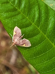 Deuterophysa fernaldi