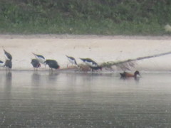 Himantopus mexicanus