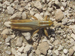 Melanoplus foedus