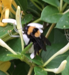 Bombus argillaceus