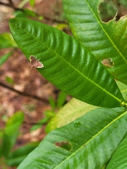 Deuterophysa fernaldi