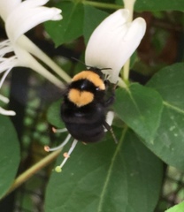 Bombus argillaceus