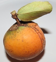 Salacia kraussii