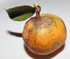 Salacia kraussii