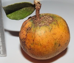 Salacia kraussii