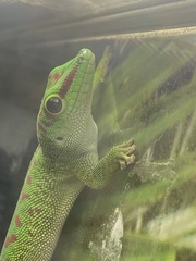 Phelsuma
