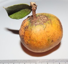 Salacia kraussii