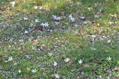 Colchicum hungaricum