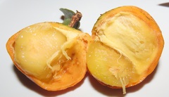 Salacia kraussii