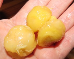 Salacia kraussii