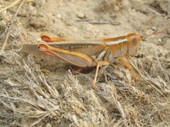 Melanoplus foedus
