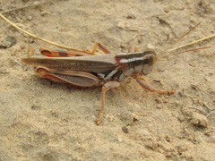 Melanoplus foedus