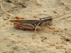 Melanoplus foedus
