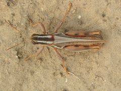 Melanoplus foedus