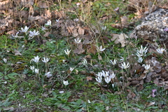 Colchicum hungaricum