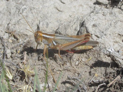 Melanoplus foedus