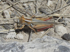 Melanoplus foedus