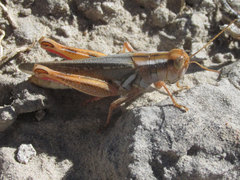 Melanoplus foedus