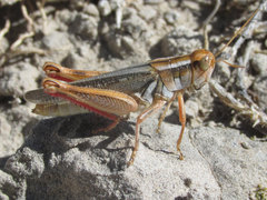Melanoplus foedus