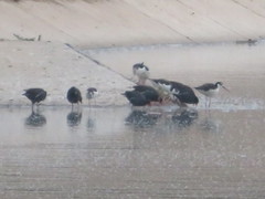 Himantopus mexicanus