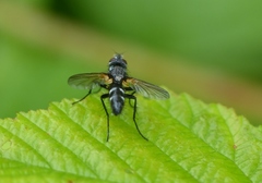 Phyllomya volvulus