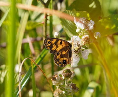 Heteronympha cordace