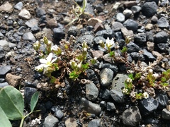 Arenaria norvegica
