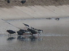 Himantopus mexicanus