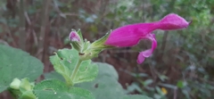 Salvia dorisiana