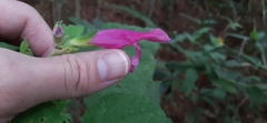 Salvia dorisiana
