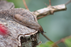 Sarasinula linguaeformis