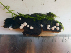 Lycogala exiguum