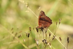 Junonia genoveva