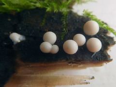 Lycogala exiguum