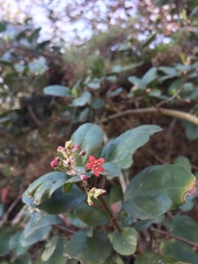 Ribes viburnifolium