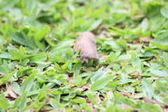 Sarasinula linguaeformis