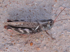 Melanoplus gladstoni
